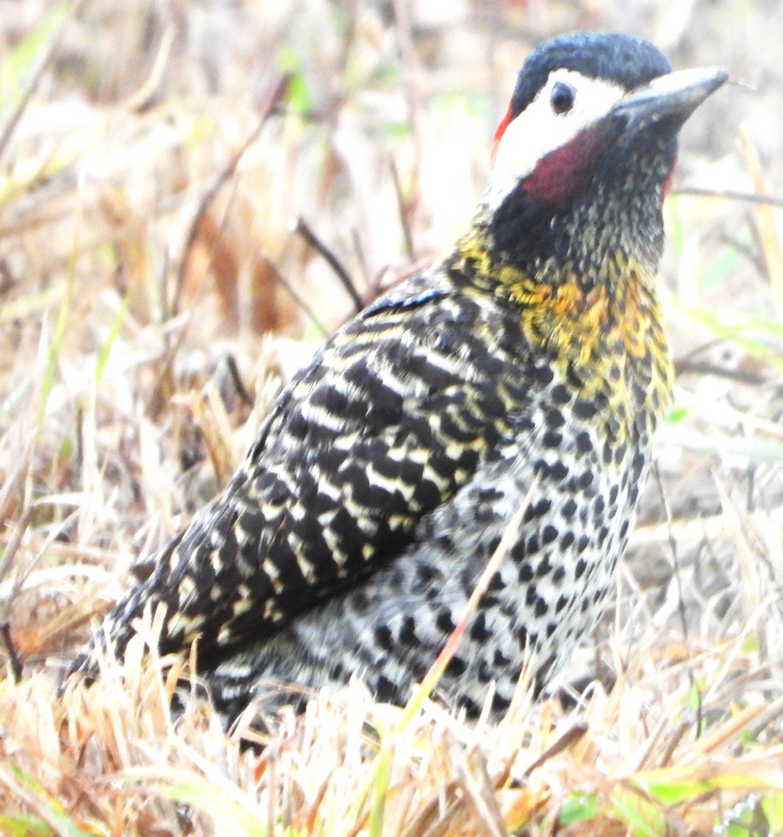 Green-barred Woodpecker - ML644754956