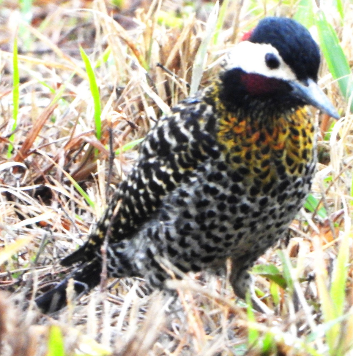 Green-barred Woodpecker - ML644754957