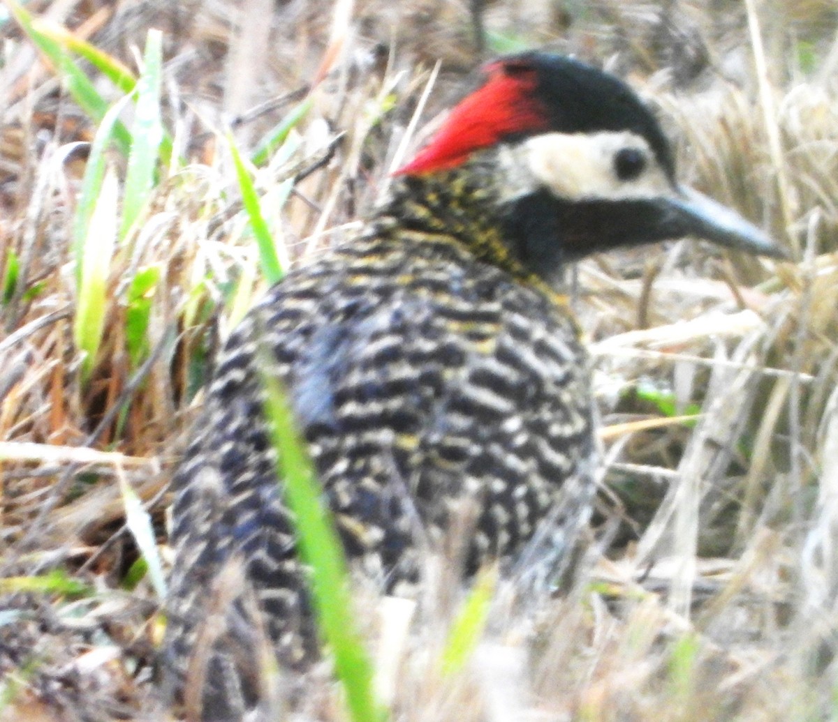 Green-barred Woodpecker - ML644754959
