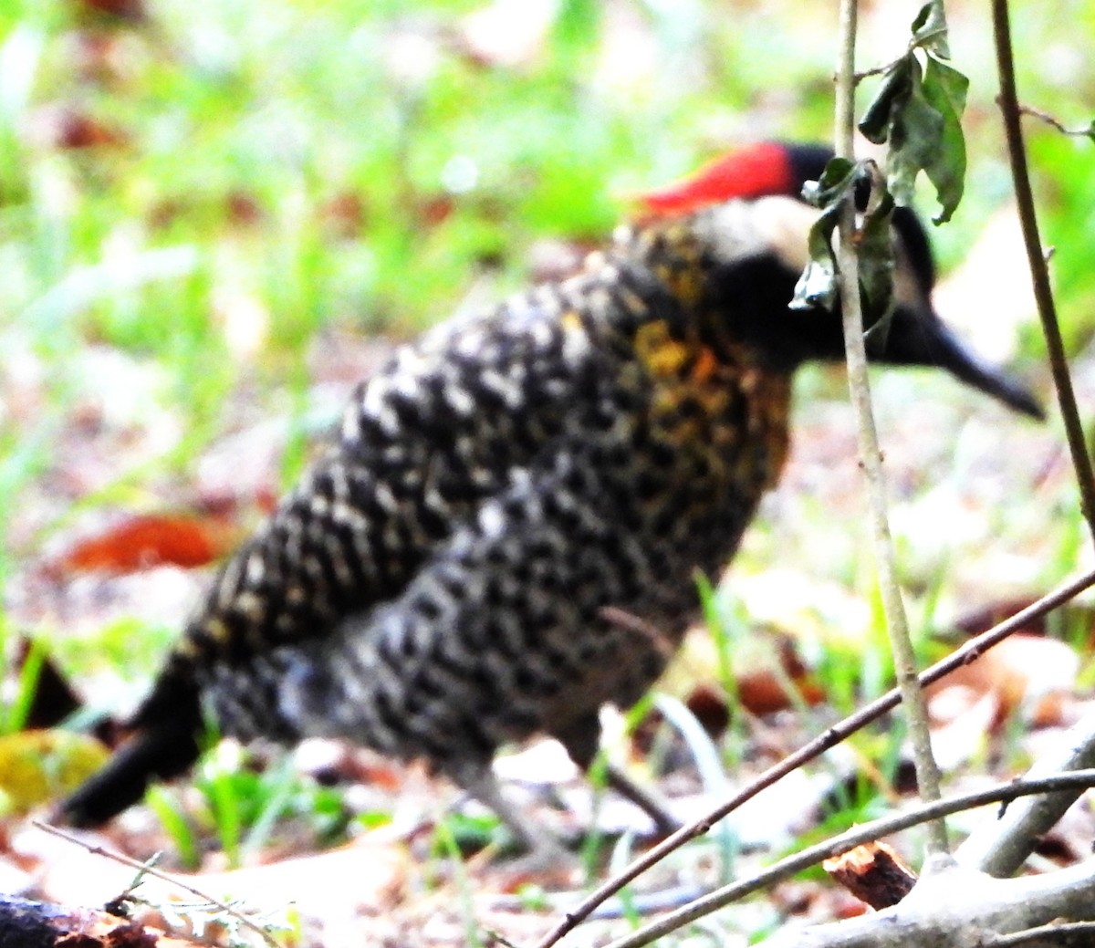 Green-barred Woodpecker - ML644754960