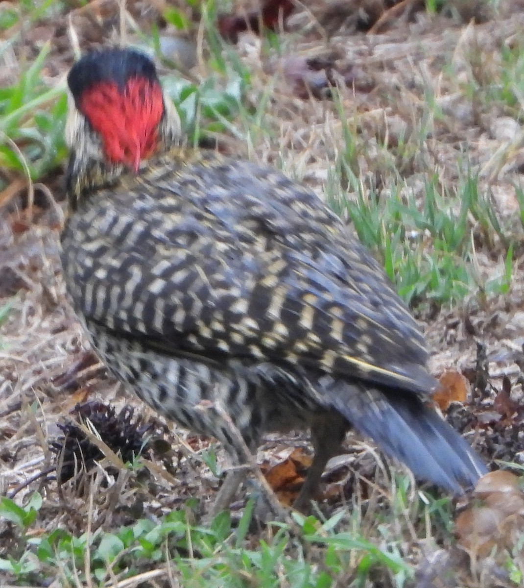 Green-barred Woodpecker - ML644754961