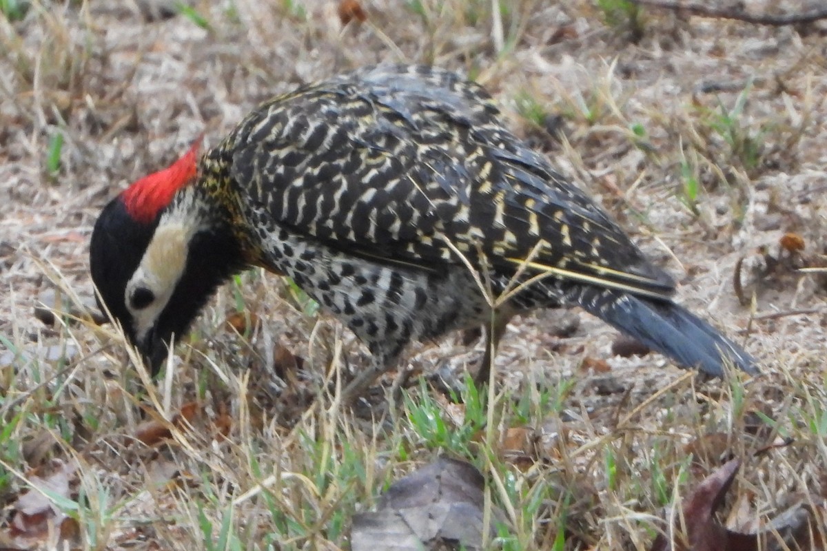 Green-barred Woodpecker - ML644754962