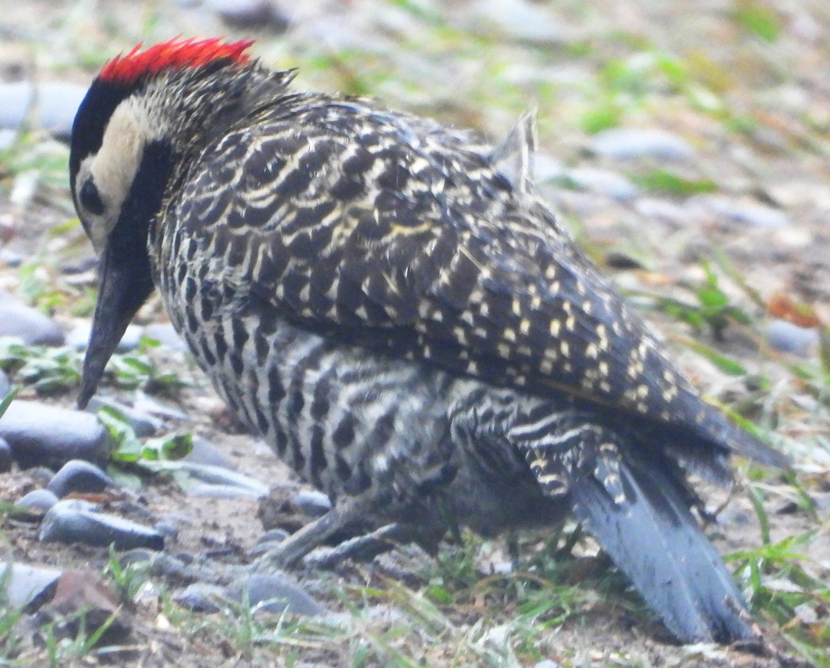Green-barred Woodpecker - ML644754963