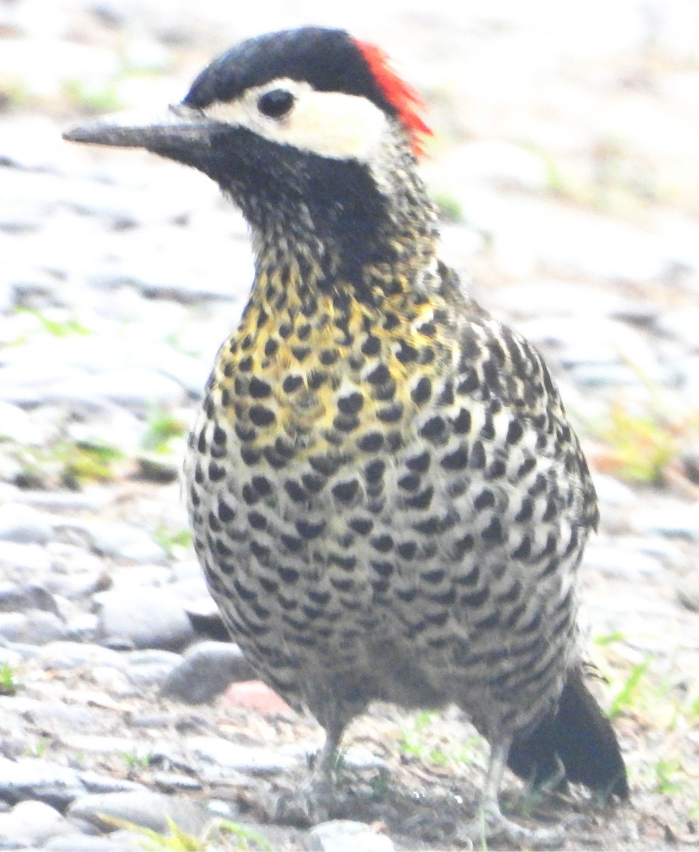 Green-barred Woodpecker - ML644754964