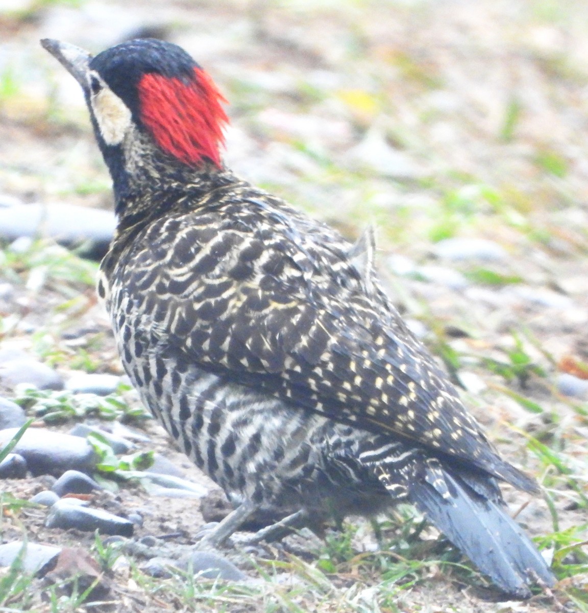 Green-barred Woodpecker - ML644754965