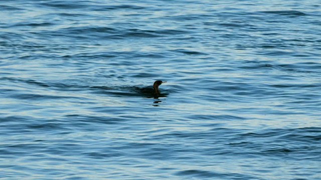 Cormoran pélagique - ML644754969