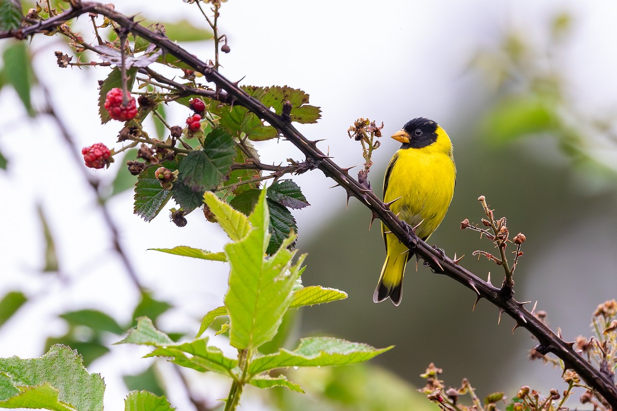 Antillean Siskin - ML644754970