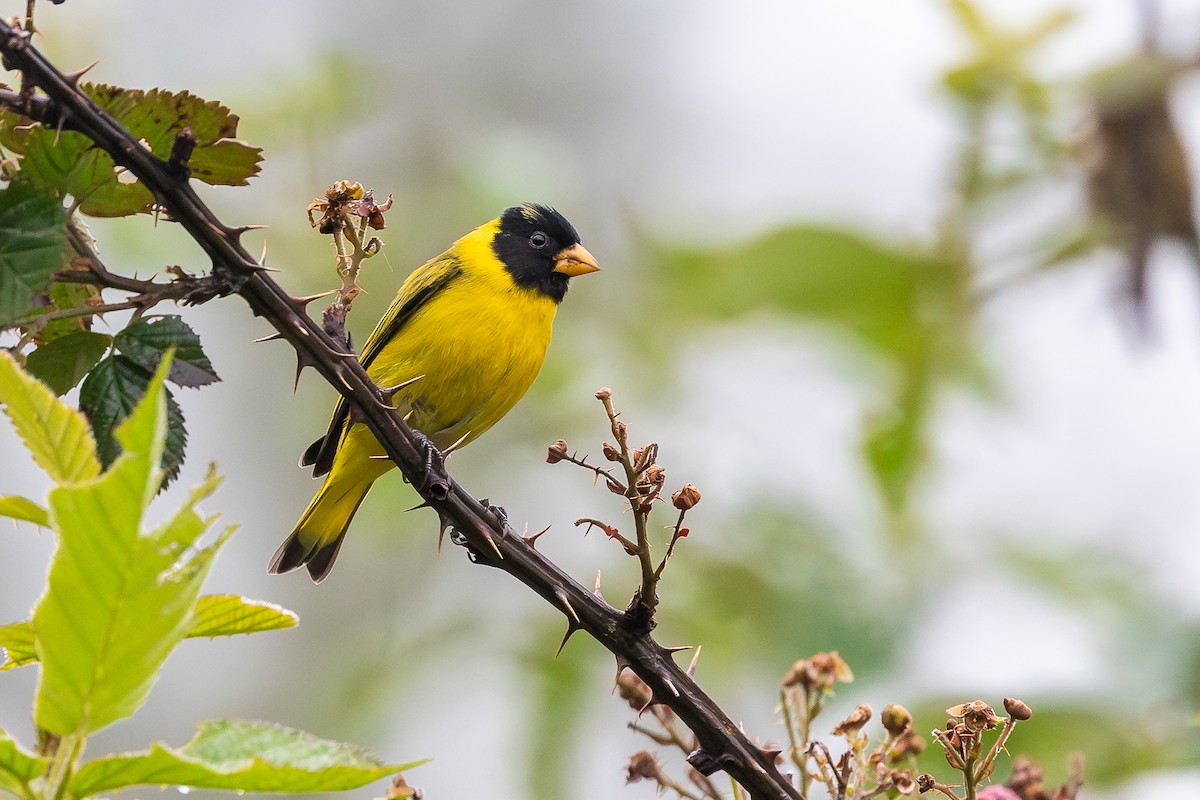 Antillean Siskin - ML644754971