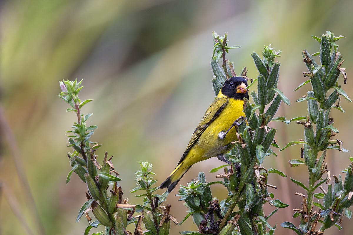 Antillean Siskin - ML644754972