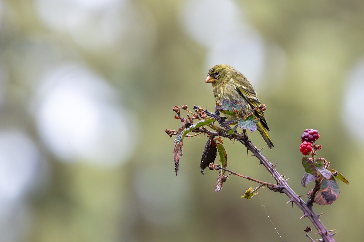 Antillean Siskin - ML644754973