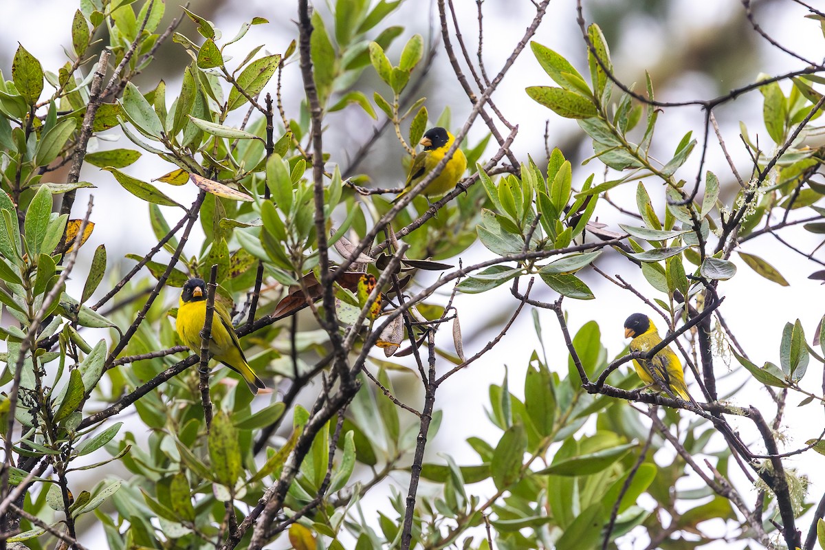 Antillean Siskin - ML644754974