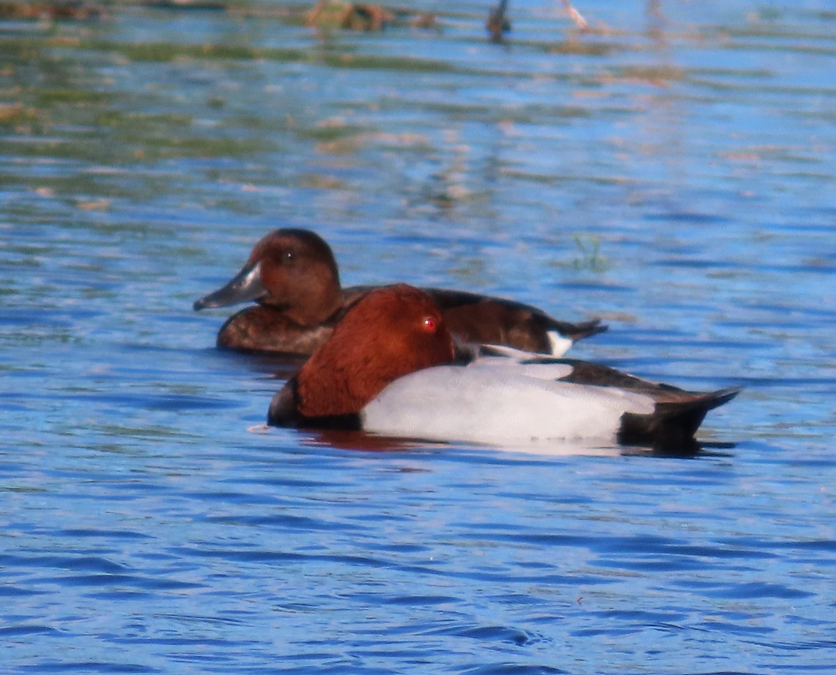 taffeland - ML644754978