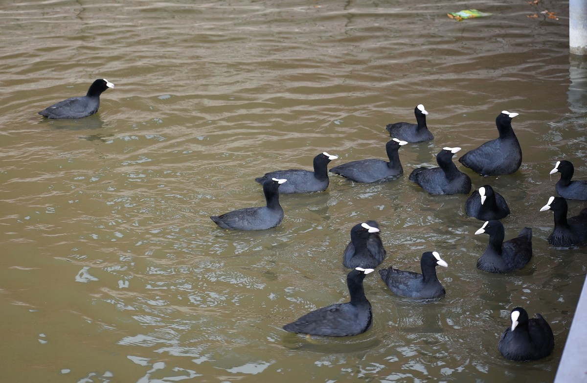 Eurasian Coot - ML644754988