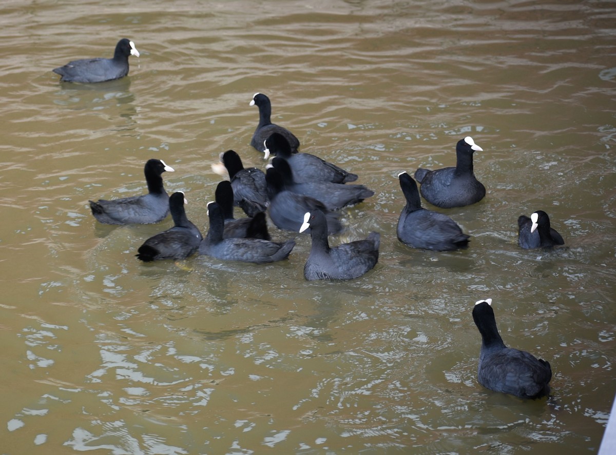 Eurasian Coot - ML644755009