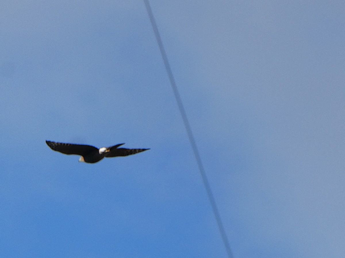 Merlin - ML644755018