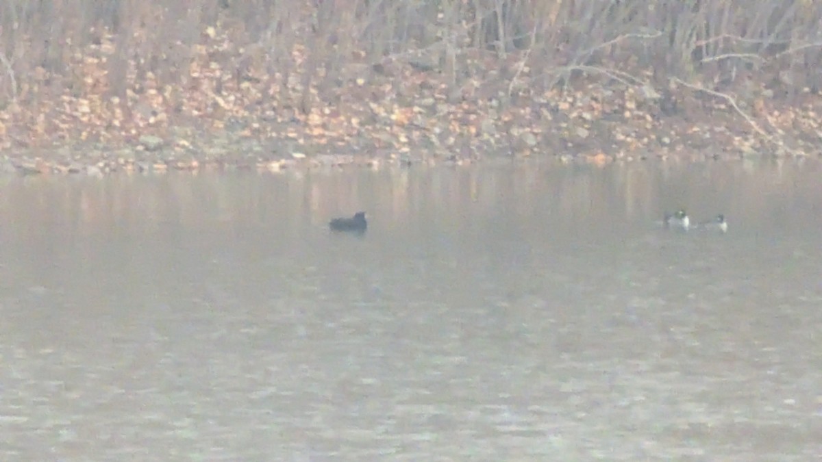 Американская синьга - ML644755023