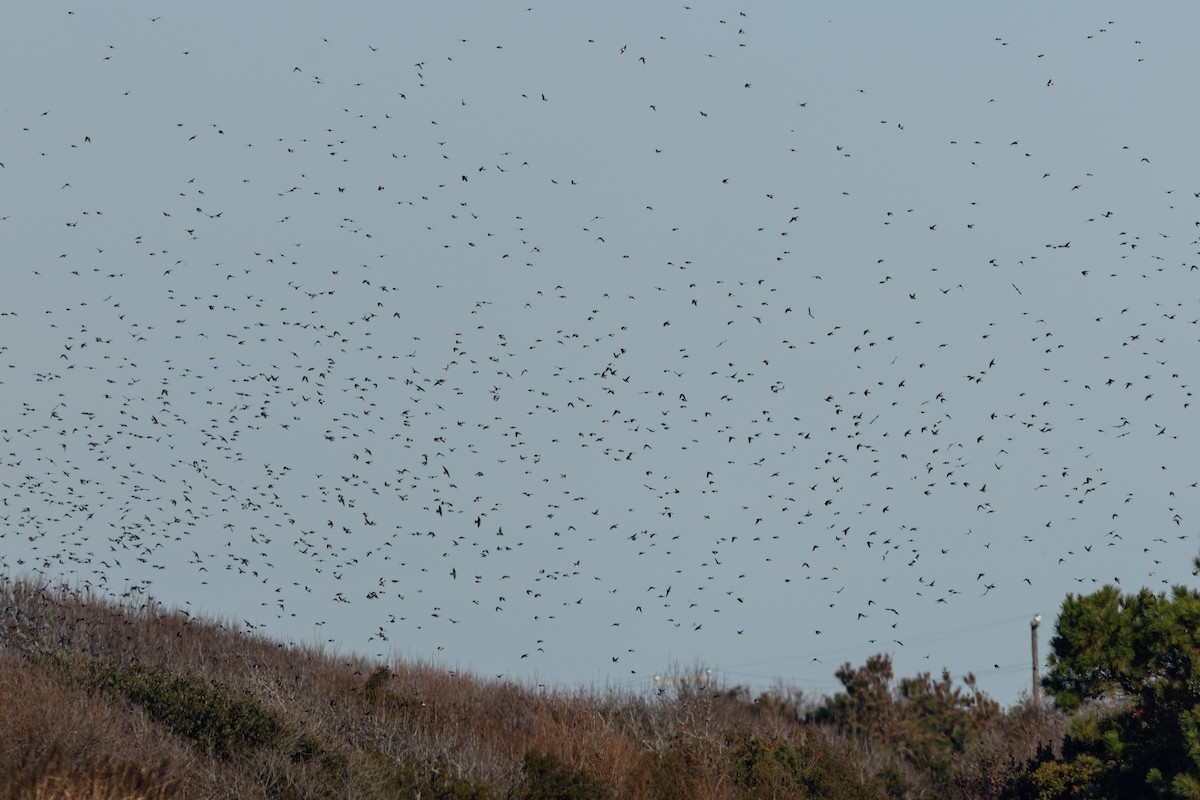 Tree Swallow - ML644755028