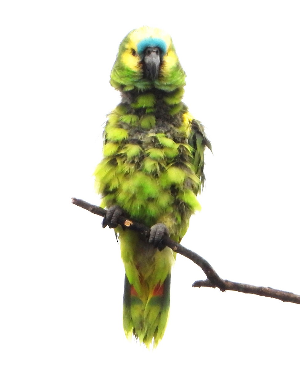 Amazona Frentiazul - ML644755031