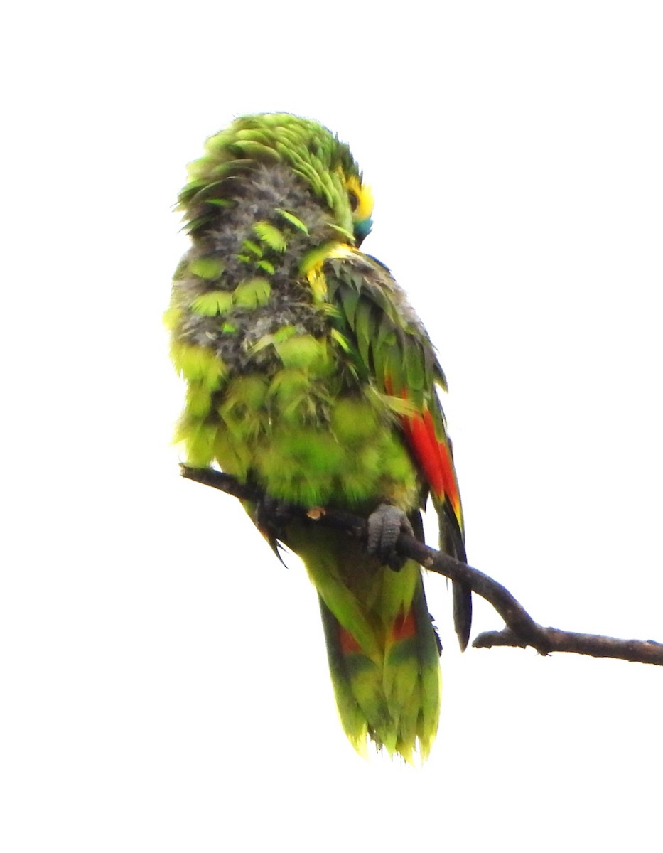 Amazona Frentiazul - ML644755032