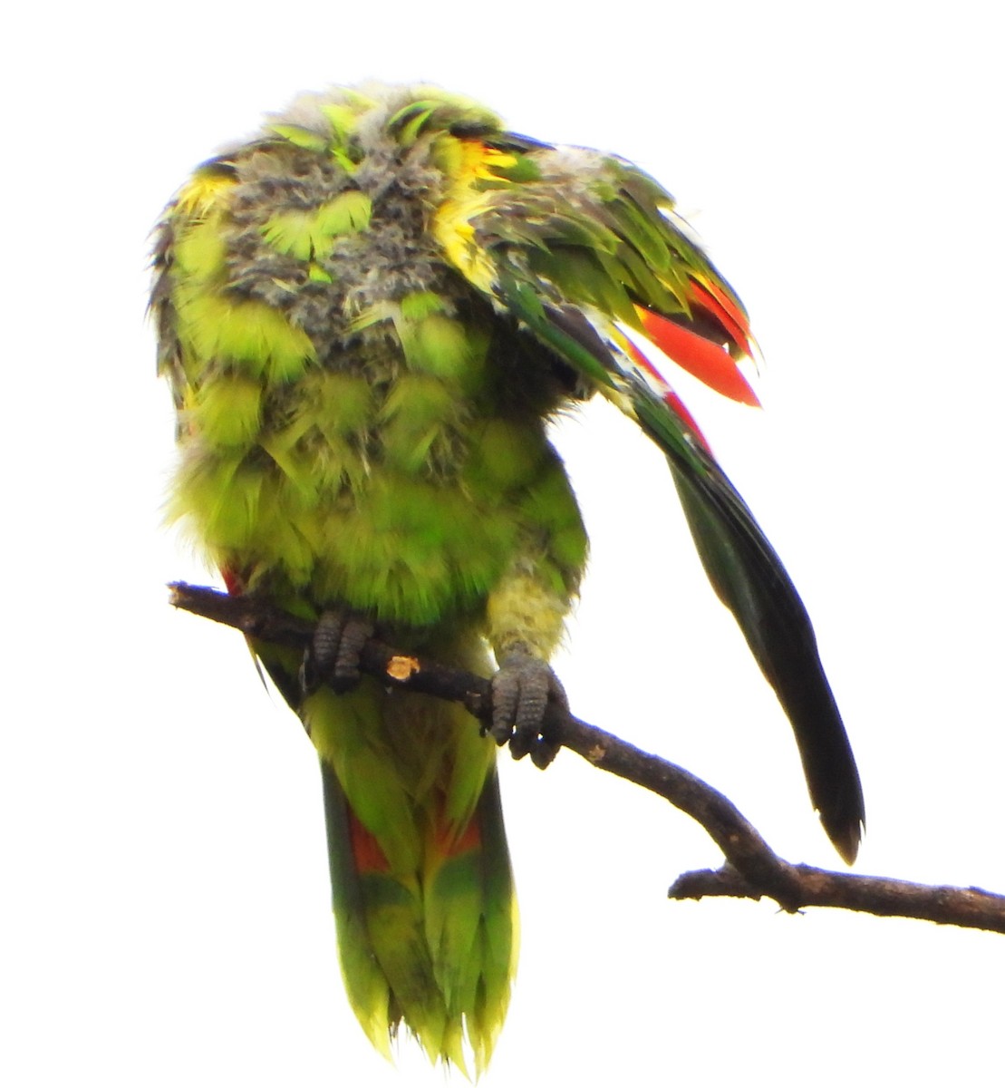 Amazona Frentiazul - ML644755033