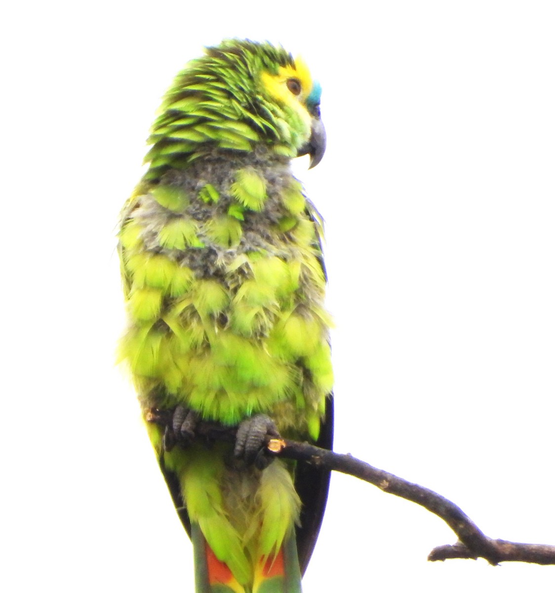 Amazona Frentiazul - ML644755034