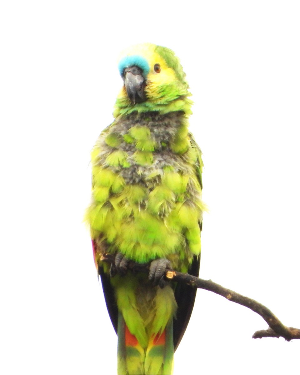 Amazona Frentiazul - ML644755035