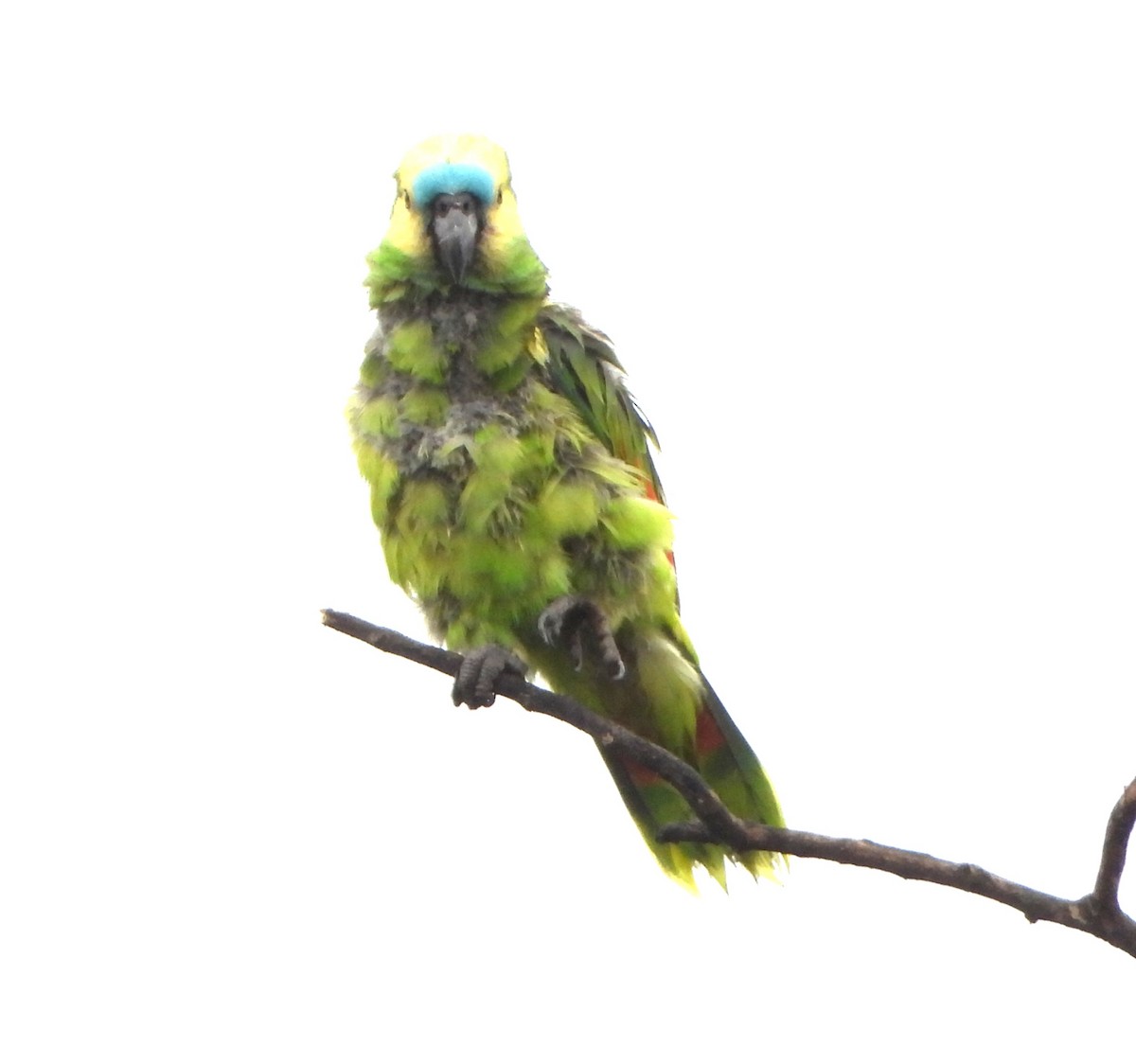 Amazona Frentiazul - ML644755036