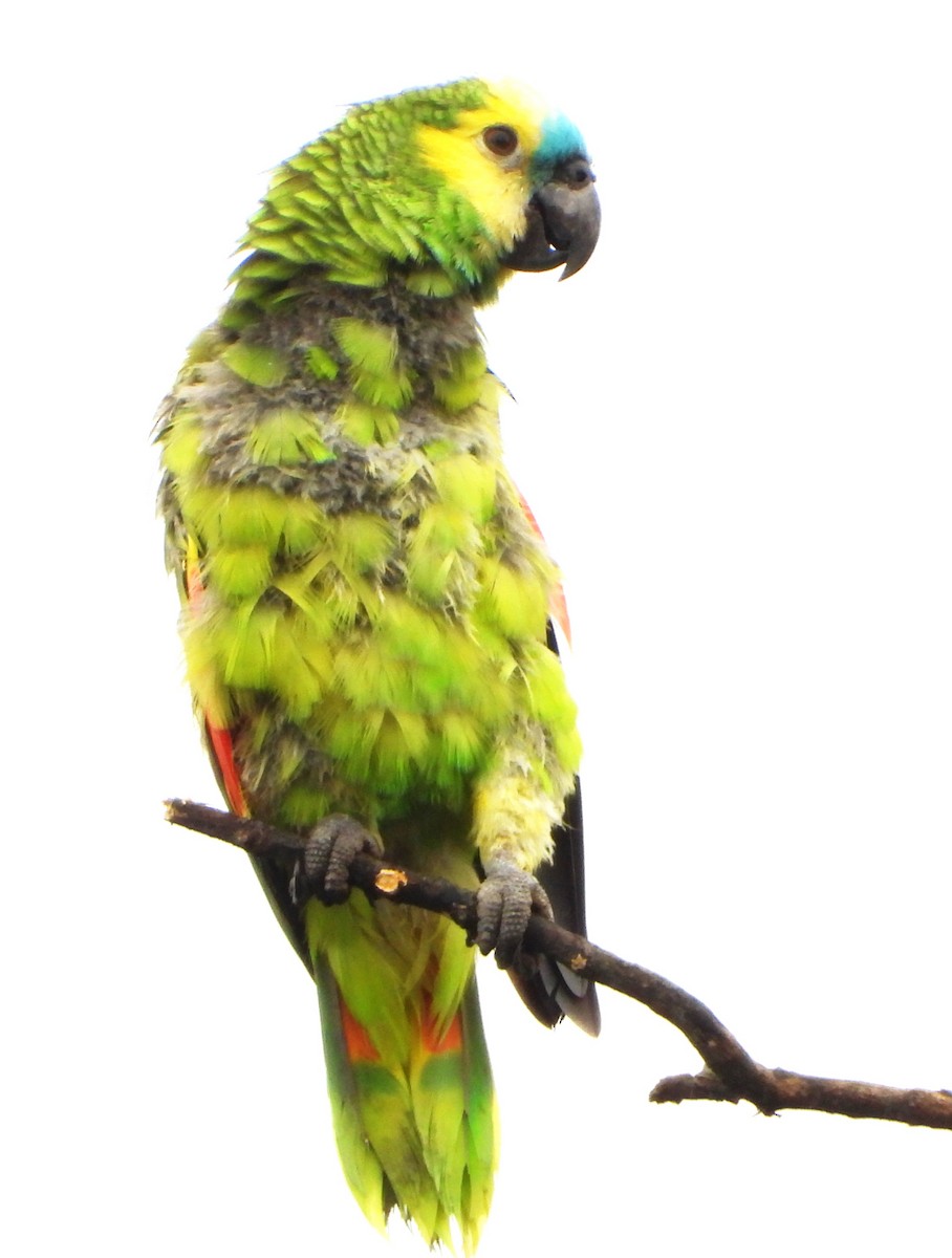 Amazona Frentiazul - ML644755037