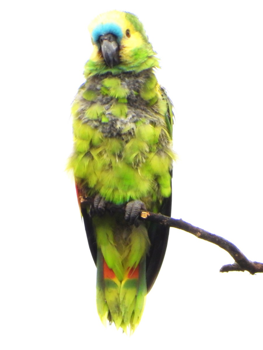 Amazona Frentiazul - ML644755038