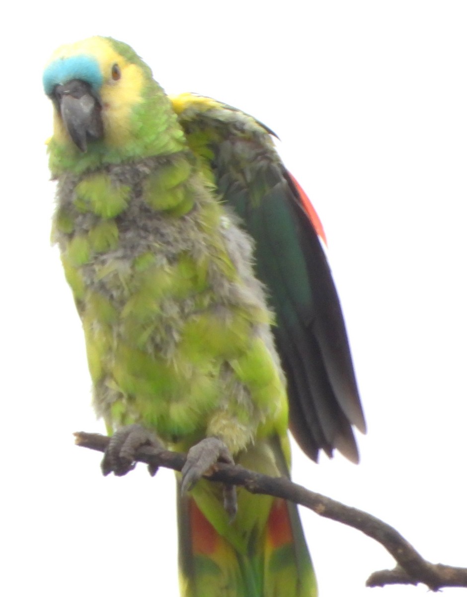 Amazona Frentiazul - ML644755039