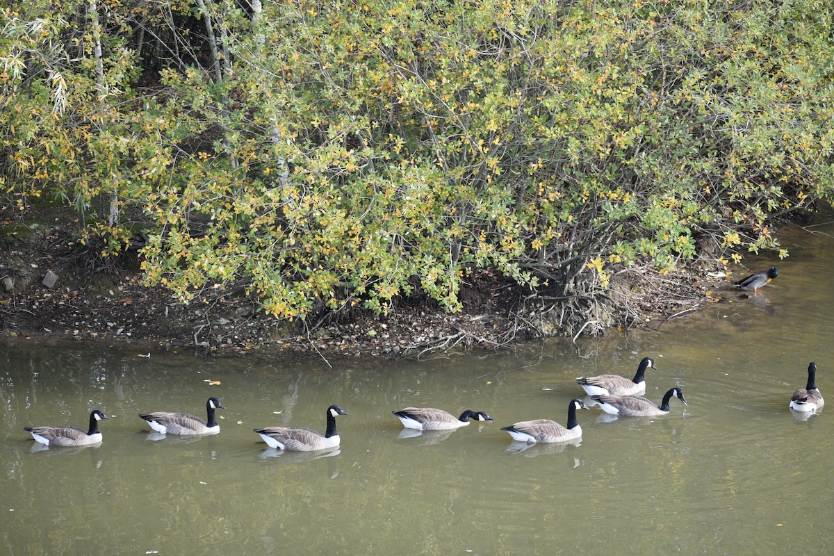 Canada Goose - ML644755049