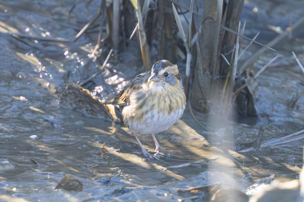 Nelson's Sparrow - ML644755056