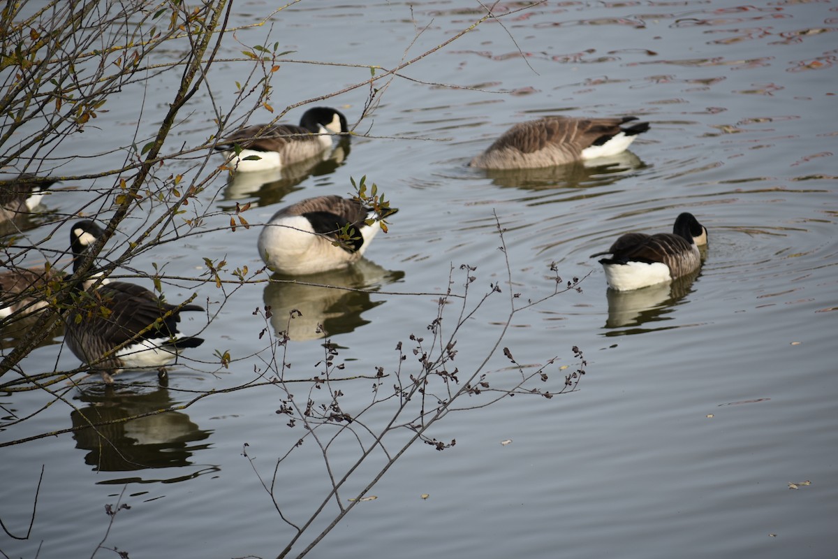 Canada Goose - ML644755062