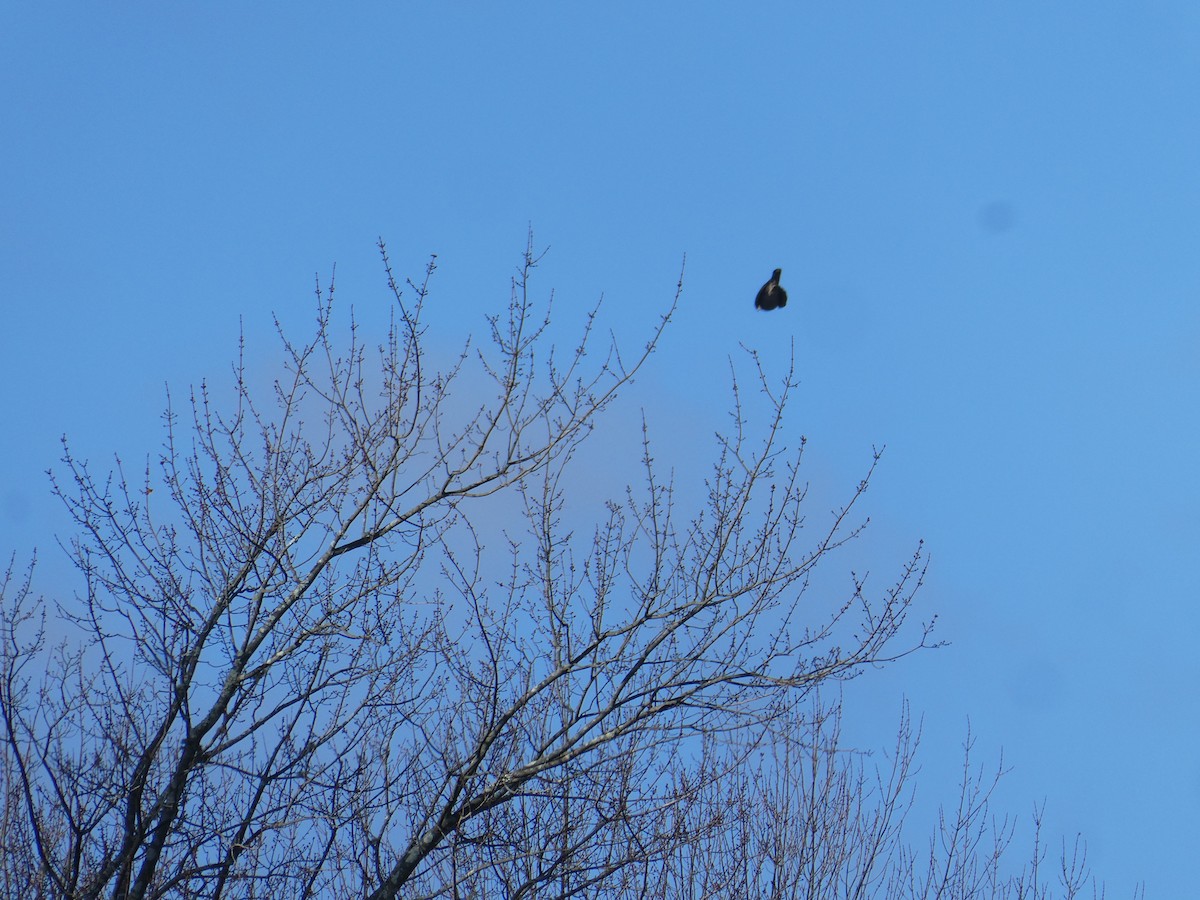 Merlin - ML644755067