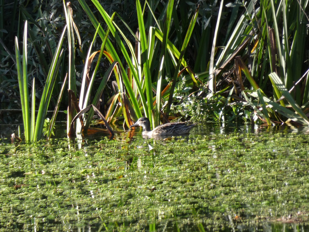 čírka modrá - ML644755069