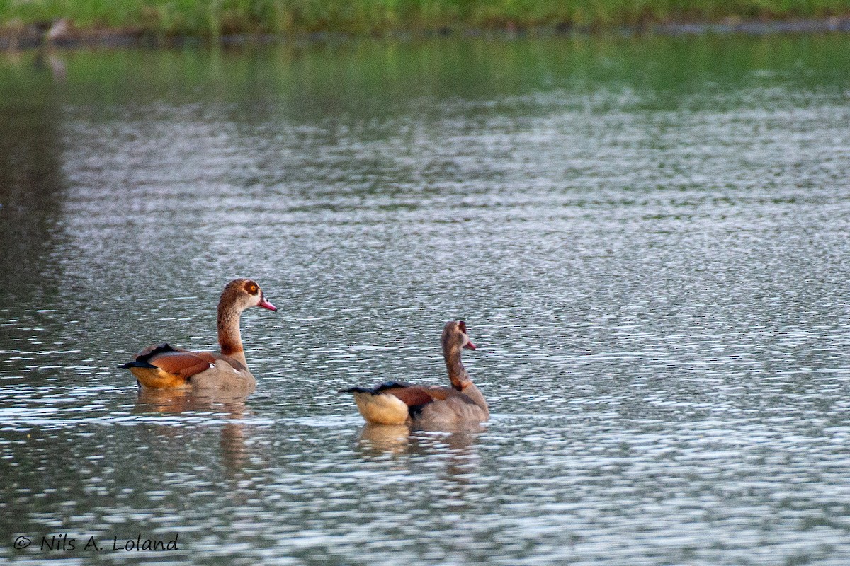 Egyptian Goose - ML644755087