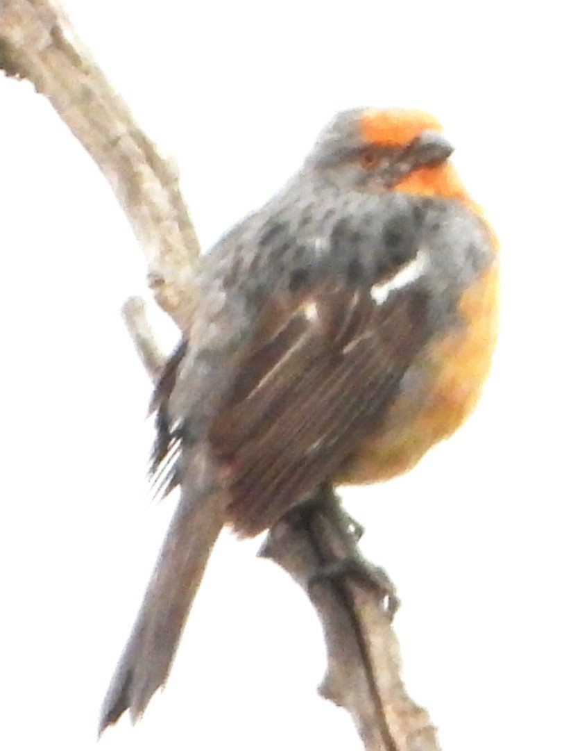 White-tipped Plantcutter - ML644755089