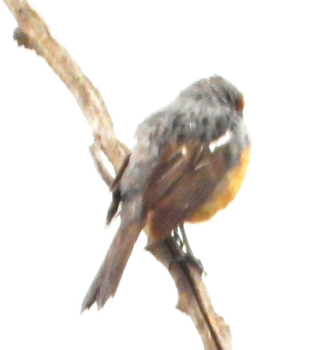 White-tipped Plantcutter - ML644755090