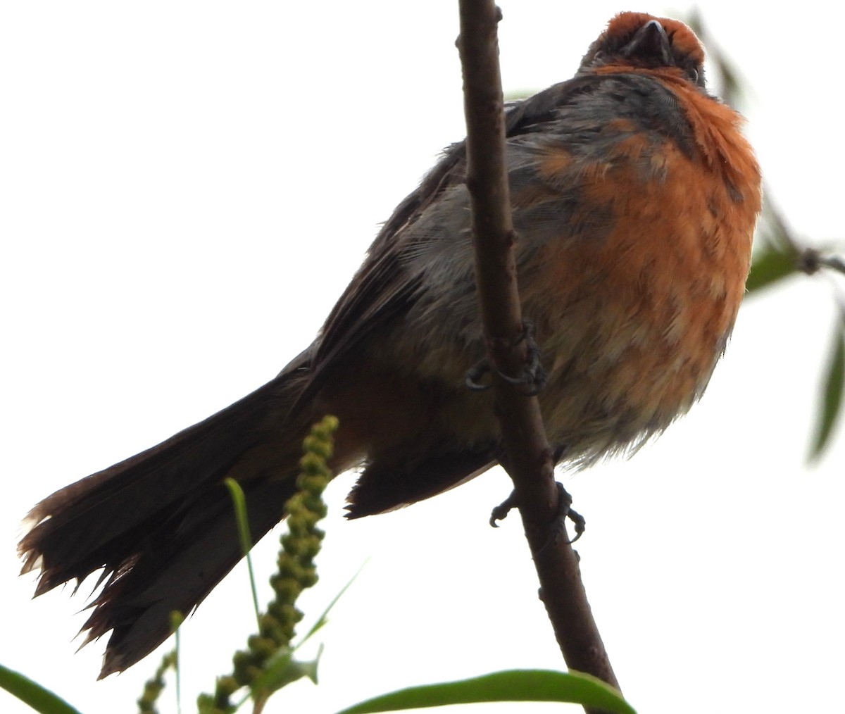 White-tipped Plantcutter - ML644755091