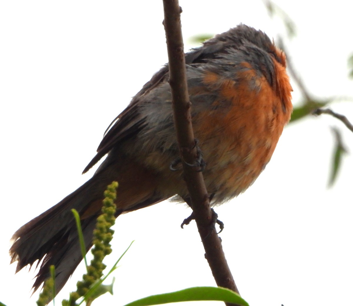 White-tipped Plantcutter - ML644755092