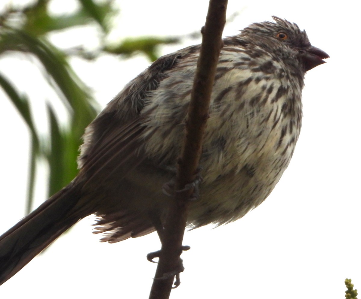 White-tipped Plantcutter - ML644755093