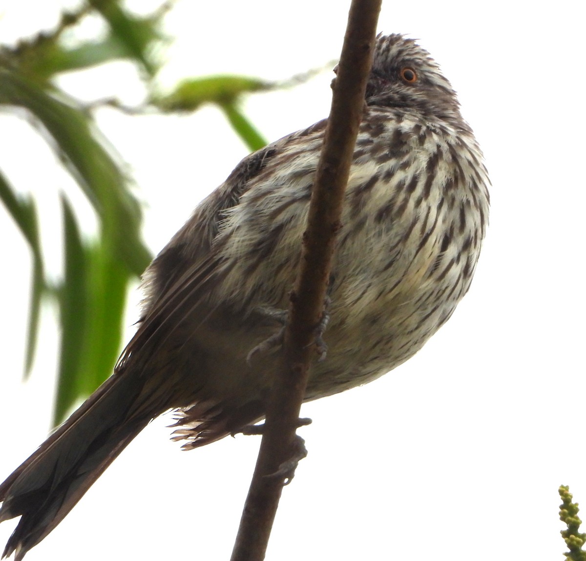 White-tipped Plantcutter - ML644755094