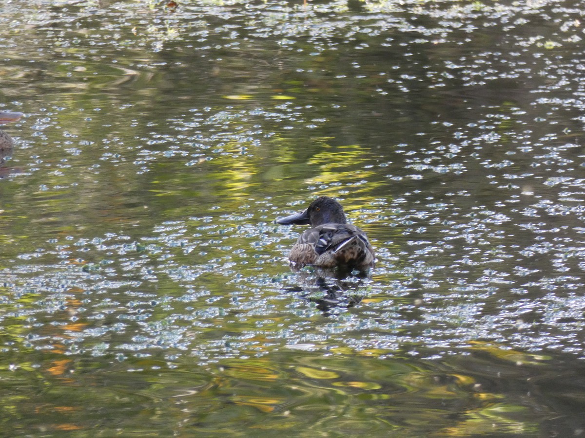 Широконоска - ML644755096