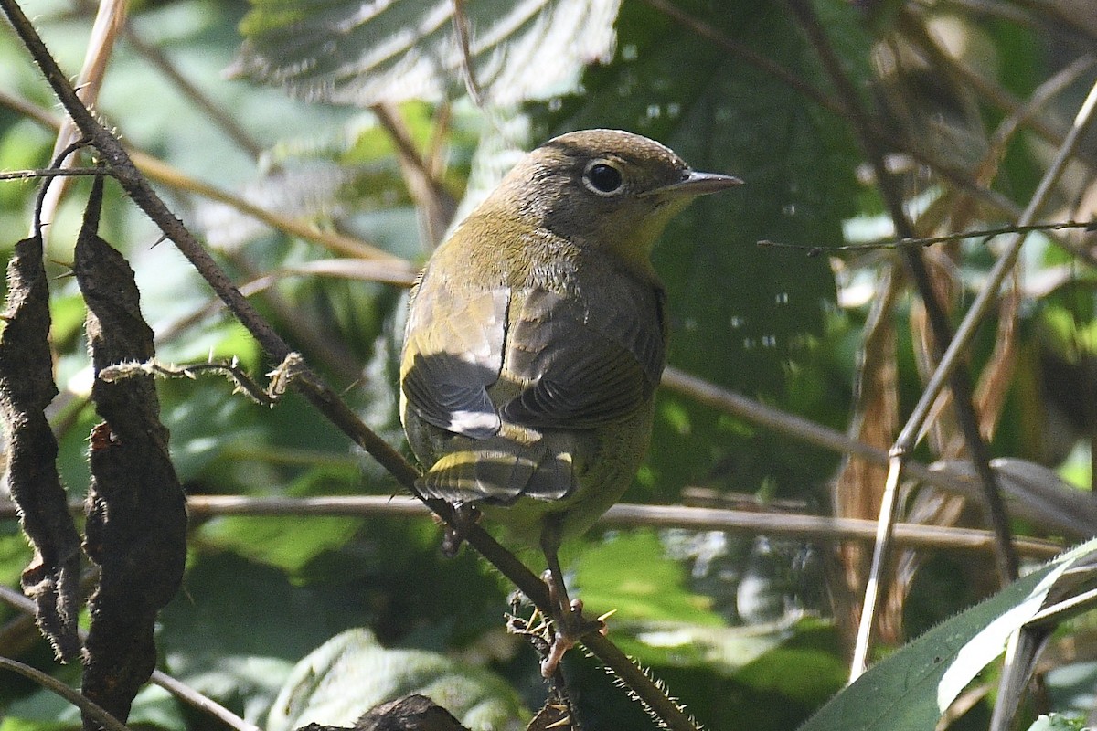 Paruline à gorge grise - ML644755100