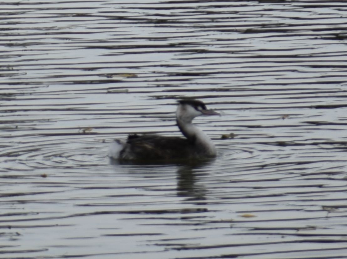 Great Crested Grebe - ML644755102