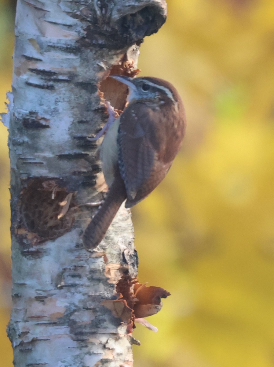 Carolina Wren - ML644755110