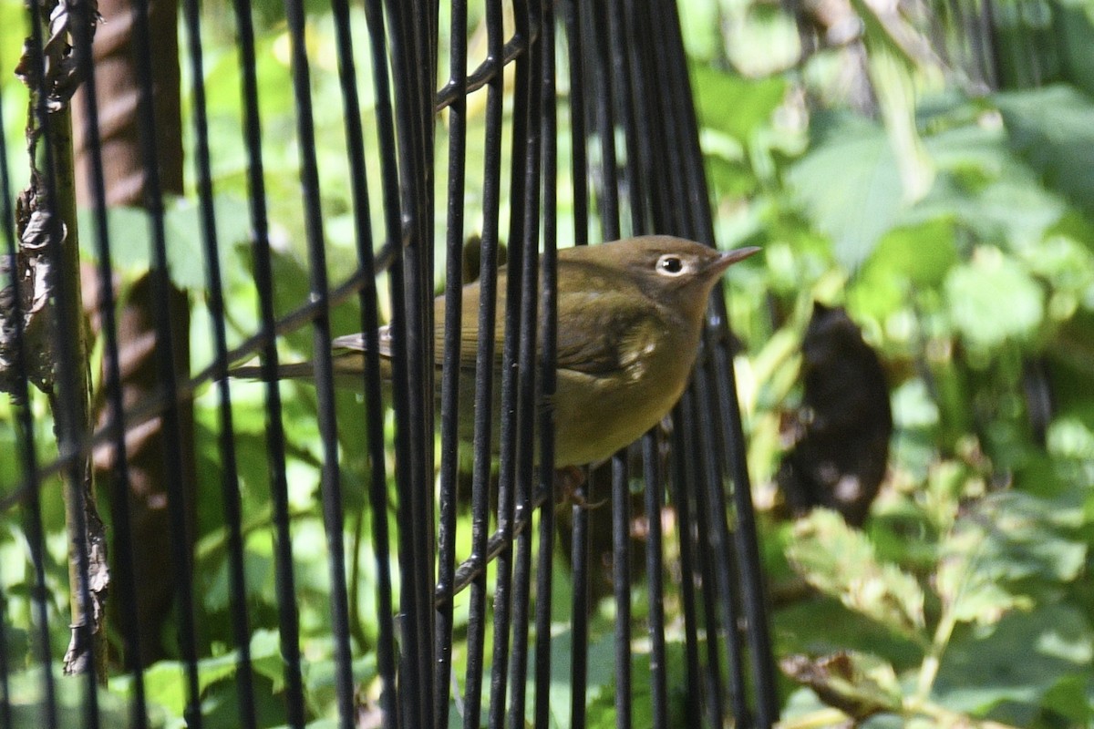 Paruline à gorge grise - ML644755111