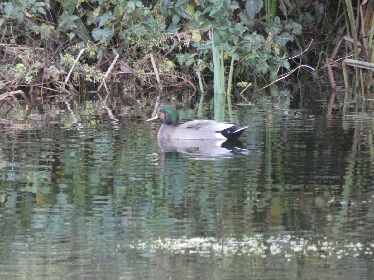 kopřivka obecná x kachna divoká (hybrid) - ML644755113