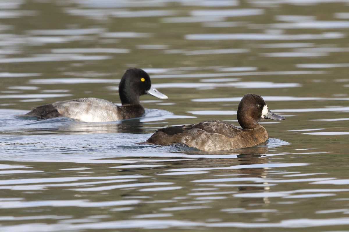 polák vlnkovaný - ML644755115