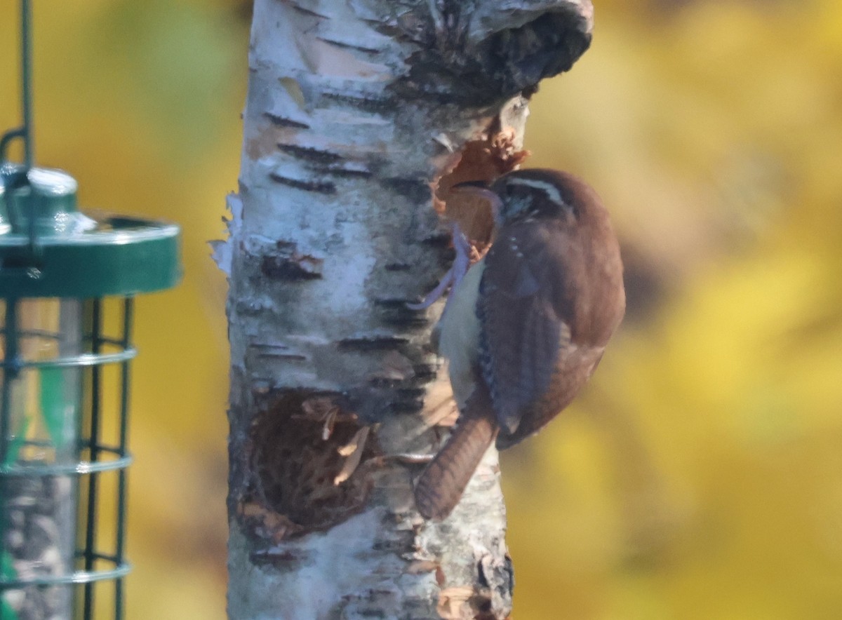 Carolina Wren - ML644755117